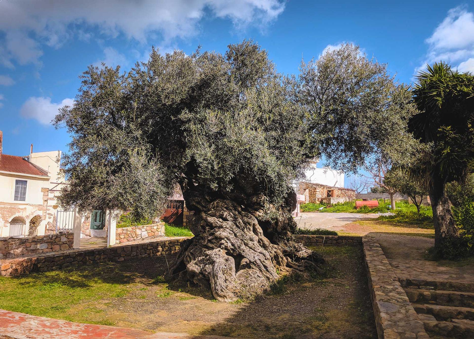 Voir l’Olivier de Voúves en Crète — Crète, guide de voyage Âme Bohème