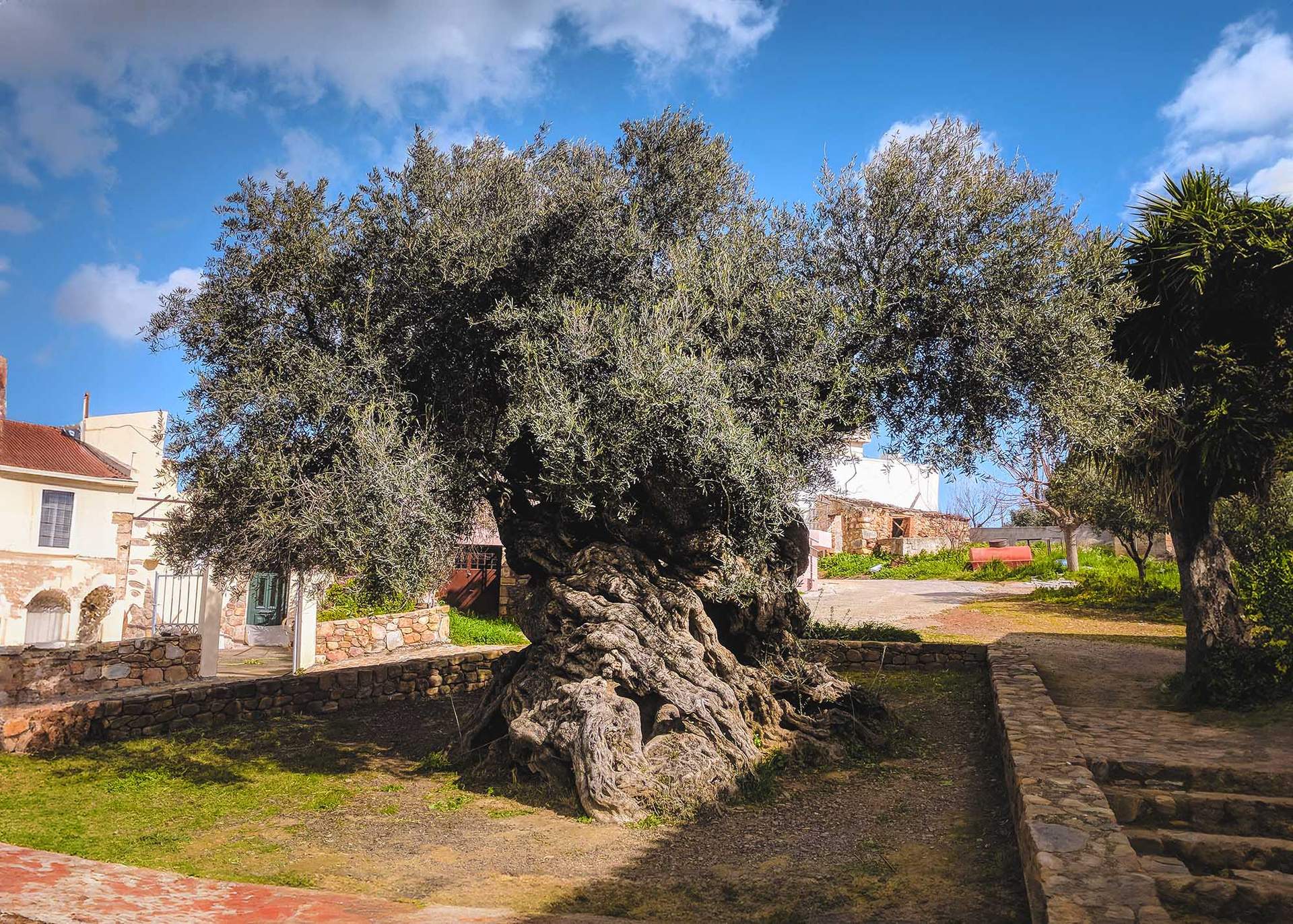 Voir l’Olivier de Voúves en Crète