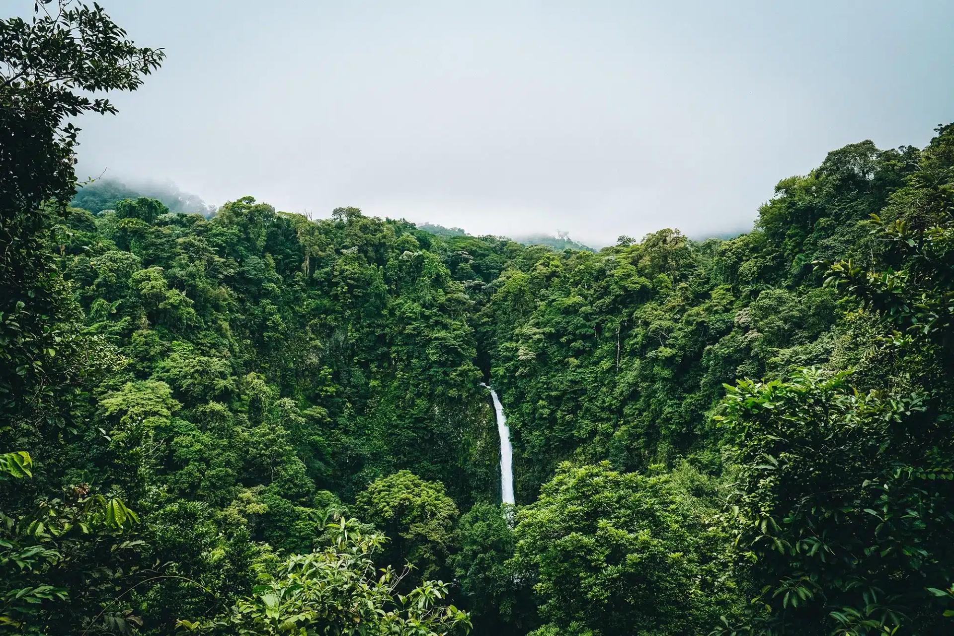 Triomphe pour la Forêt : Réduction Record de la Déforestation en Amazonie Brésilienne en 2023 — 