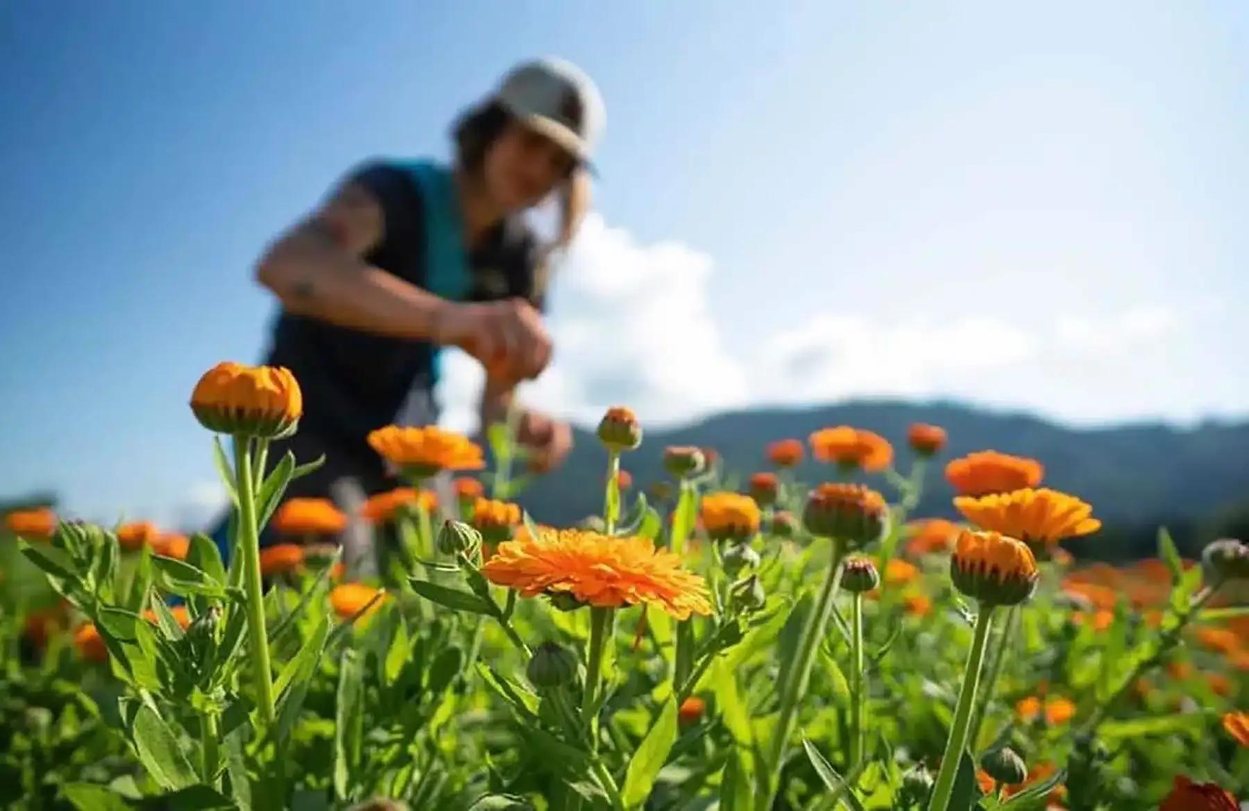 Le Woofing : une opportunité de voyager économique et immersive — 